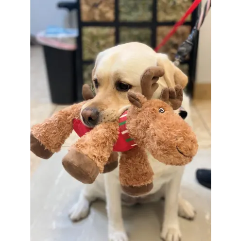 Dog Holding Reindeer Plush in their Mouth